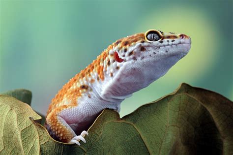 Understanding Leopard Gecko Behavior: What Your Gecko Does