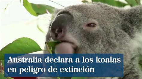 Australia Declara A Los Koalas En Peligro De Extinci N Elmundotv