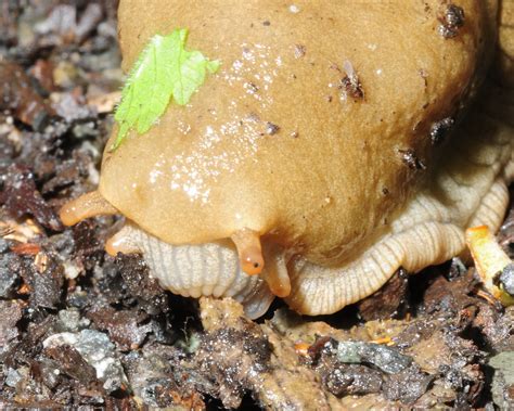 Pacific Banana Slug Gdahlman Flickr