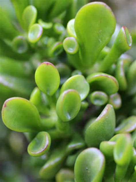 Crassula Ovata Hobbit Hobbit Jade Plant Finger Jade World Of