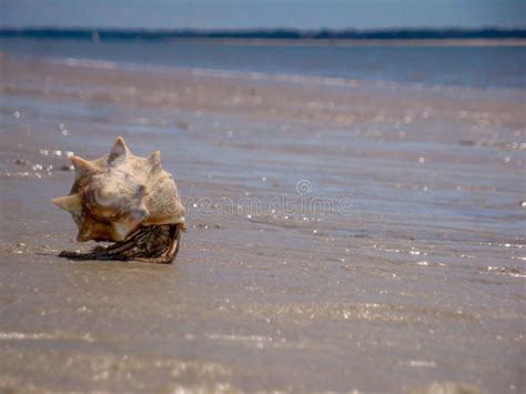 Hermit Crab Crawling On Carolina Seascape Stock Photo Image Of Crab