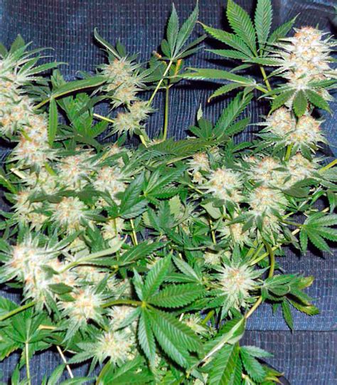 Buy Dinachem Feminized Seeds By Dinafem Seeds Herbies Seeds