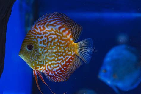 Discus Colorful Cichlids In The Aquarium Freshwater Fish That Lives