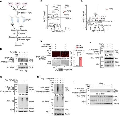 Palmitoylation Licenses Ripk Kinase Activity And Cytotoxicity In The