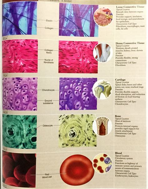 Anatomy Tissue Quizlet