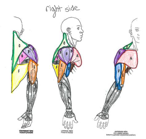 Shoulder Muscles Diagram | Quizlet