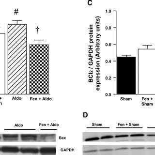 In Vivo Effects Of Eplerenone On Bax And Bcl 2 Protein Expressions In