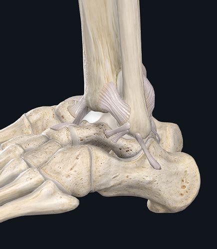 Bander Und Gelenke Fuss Karteikarten Quizlet