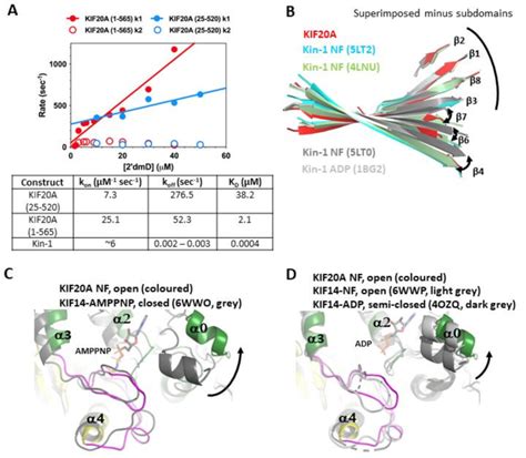 With 2 Supplements Kif20a Exhibits A Low Affinity For Adp And An Open Download Scientific