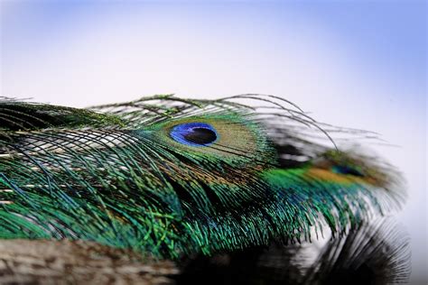 Peacock Feather Free Photo On Pixabay Pixabay