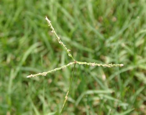 Turfgrasses Lawn Grass Identifying Walter Reeves The Georgia Gardener