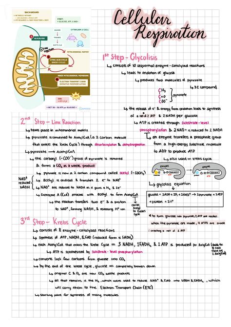 SOLUTION Cellular Respiration Overview Studypool