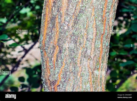 Golden Rain Tree Bark Detail Latin Name Koelreuteria Paniculata
