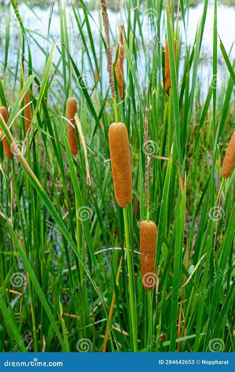Narrow Leaved Cattail Plant Stock Image Image Of Growth Season