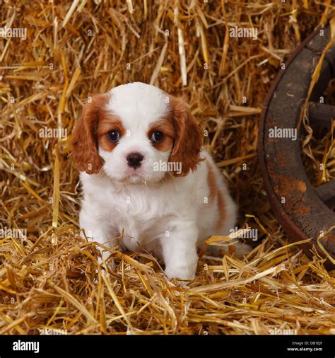 Cavalier King Charles Spaniel Puppy Blenheim 7 Weeks Cavalier King