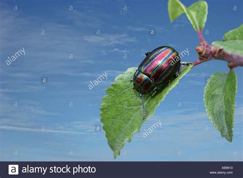 Snowdon Beetle High Resolution Stock Photography And Images Alamy