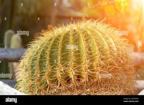 Thorn Cactus Texture Background Golden Barrel Cactus Golden Ball Or Mother In Laws Cushion