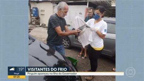 Pinguim Encontrado Por Moradores Na Praia Dos Banc Rios Na Ilha Do