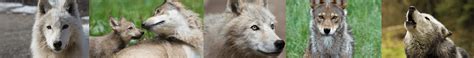 Colorado Man Captures Photos Of Collared Gray Wolf After Recent Release Rwolves