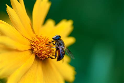 Abeja Flor Amarilla Polinización Foto gratis en Pixabay Pixabay