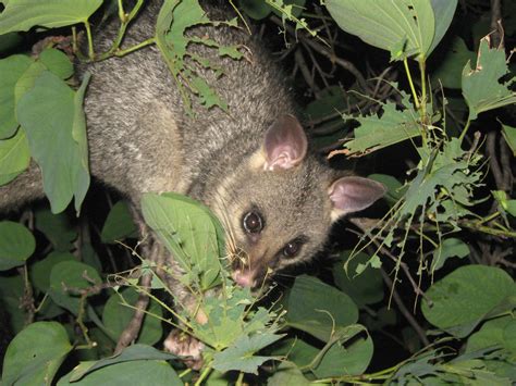 Possum By Charliepie On Deviantart