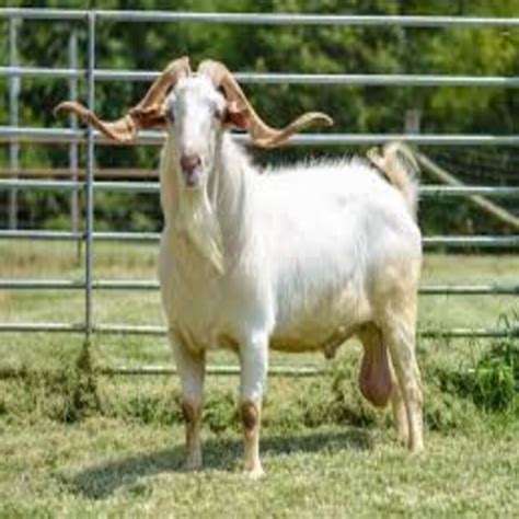 The Kiko Goat: A Robust Breed with a Meaty History