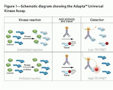 Adapta Universal Kinase Assay Kit Thermo Fisher Scientific