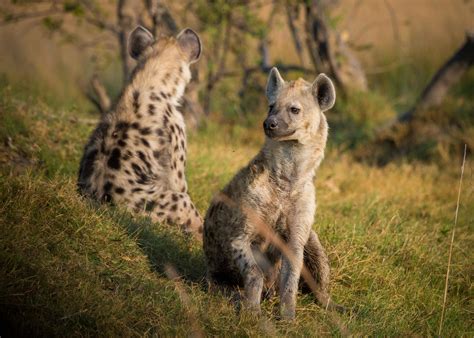 2 Hyenas on Grass Land during Daytime · Free Stock Photo