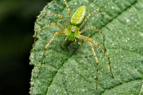 Green Lynx Spider Wikipedia The Free Encyclopedia Lynx Spider Green