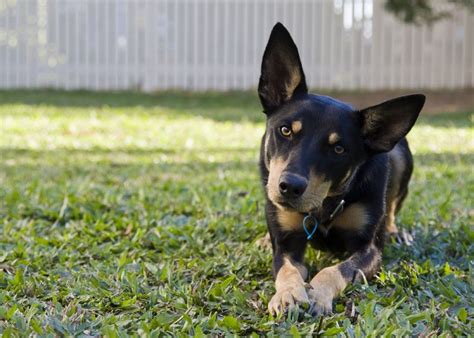 Everything You Need To Know About Australian Kelpies Petful