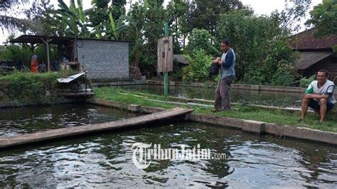 Balita Tewas Jatuh Ke Kolam Ikan Di Tulungagung Lepas Dari