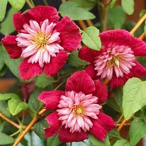 Amazon Qauzuy Garden Rare Double Red Clematis Seeds Large