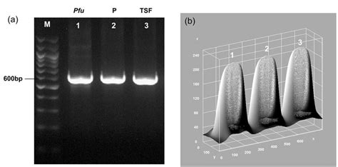 Analysis Of Pfu Dna Polymerase Performance Compared With Commercial Download Scientific Diagram