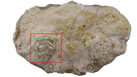 古生物学家在螃蟹化石中发现罕见的软组织 神秘的地球 科学自然地理探索