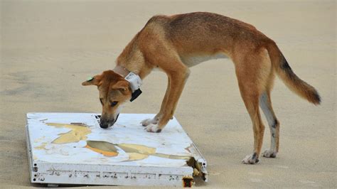 Rangers Warn Tourists To Be Wary Of Dingoes After Woman Charged At K