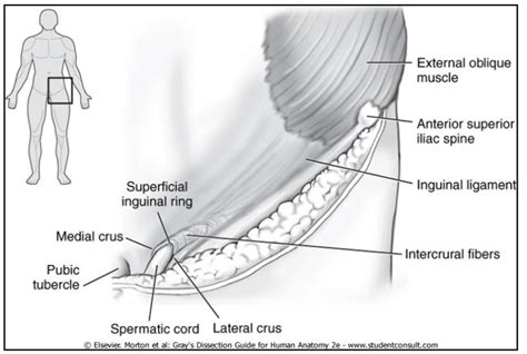 Inguinal Region Diagram Quizlet