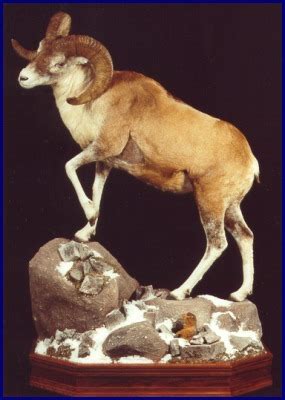 Argali Sheep