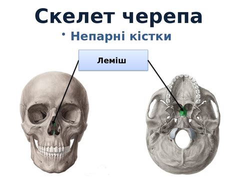 Презентація "Огляд скелету людини" | Презентація. Біологія