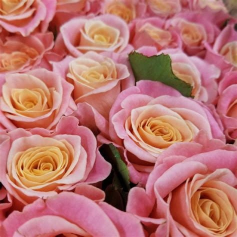 Rose Miss Piggy (Miss Piggy): photos, reviews, descriptions ...