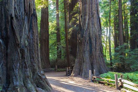 The Redwood Grove Loop Trail