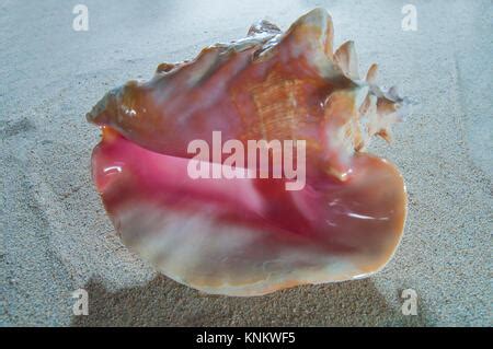 Queen Conch Oder Rosa Muschel Begeistert Gigas Grand Bahama Bahamas