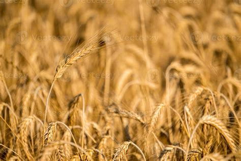 Mature Grain Wheat Field Spike Ear Head 17412611 Stock Photo At Vecteezy