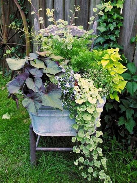 Great Mix In Wash Tub Sweet Potato Vine Asparagus Fern Creeping