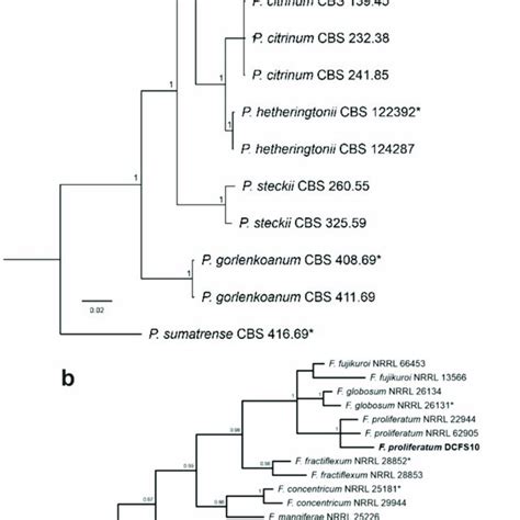 Bayesian Phylogenetic Tree Based On Concatenate Sequences A Its