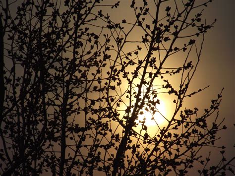 Banco De Imagens árvore Natureza Ramo Plantar Céu Por Do Sol