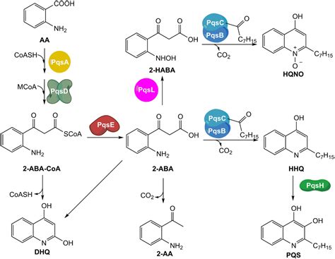 Frontiers In Depth Profiling Of MvfR Regulated Small Molecules In