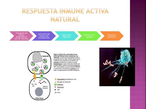 Ppt “tipos De Inmunidad Inmunidad Pasiva Y Activa” Powerpoint