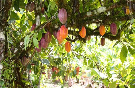 Les Plantations De Cacao De L Artisan Chocolatier