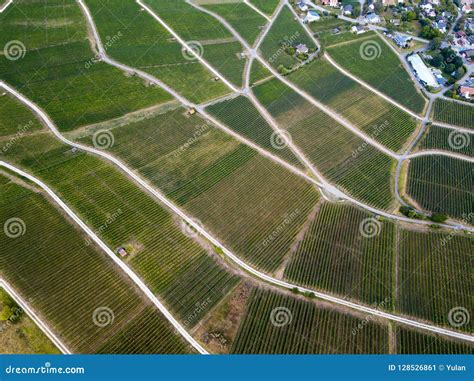 Aerial View Of Beautiful Vineyards Landscape Stock Image Image Of