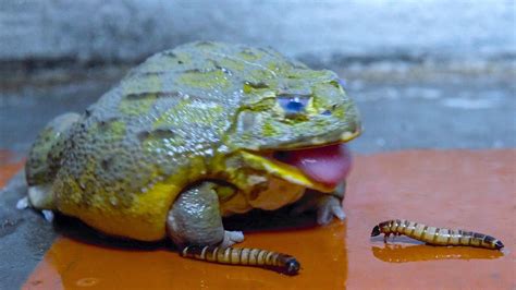 African Bullfrog Eating Worms African Bullfrog Feeding Youtube